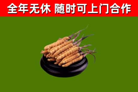 河北烟酒回收冬虫夏草.jpg